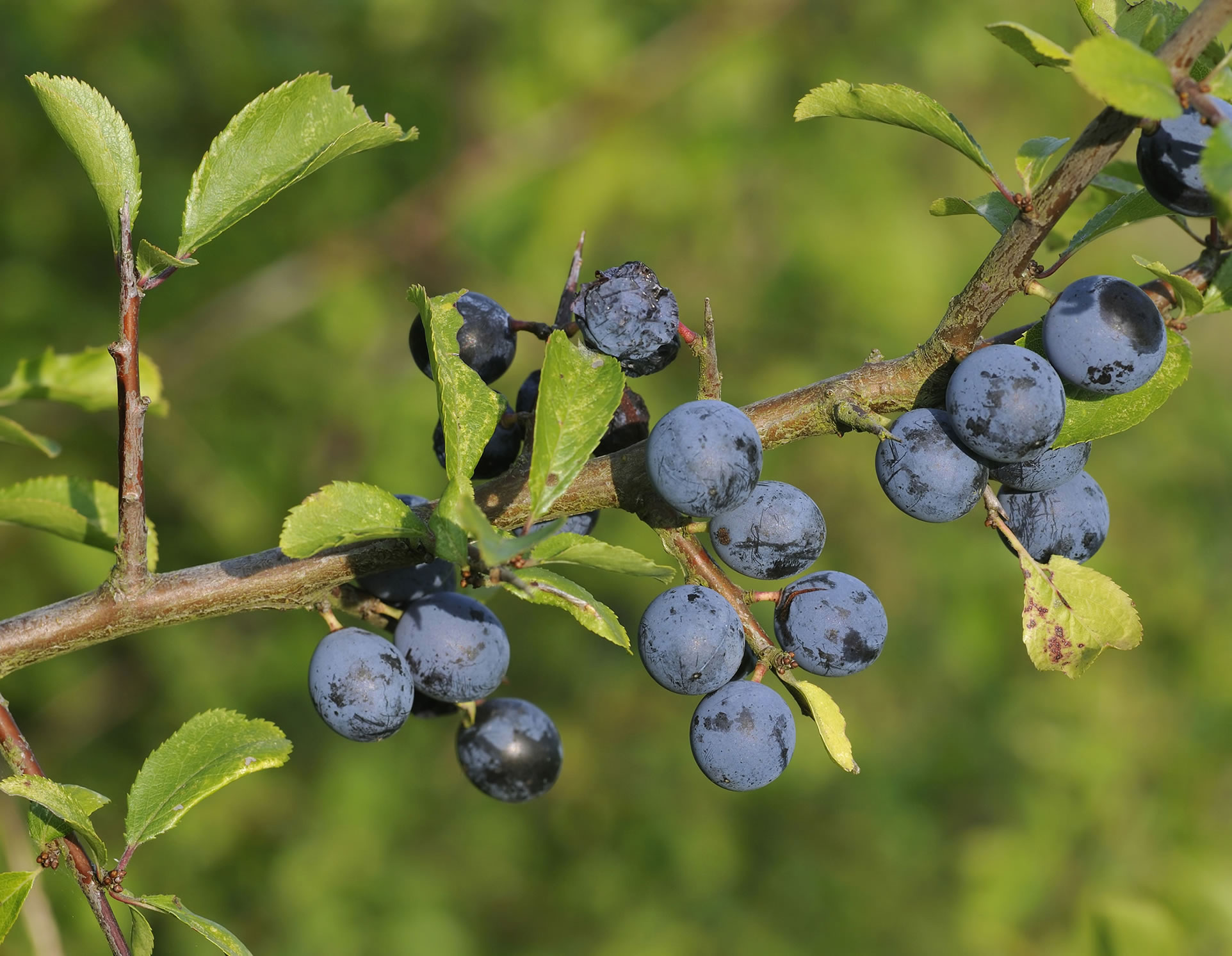 Колючая слива сканворд. Терн (prunus spinosa). Тернистая слива. Тёрн растение. Терн садовый.